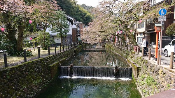 城崎温泉 桜ふぶきの季節の風景