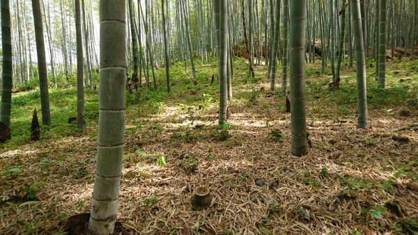 嵐山 竹林の竹の子
